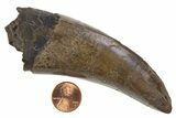 Beastly Serrated Tyrannosaurus (T-Rex) Tooth - Montana #297611-2